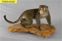 藏品(臺灣獼猴)的圖片